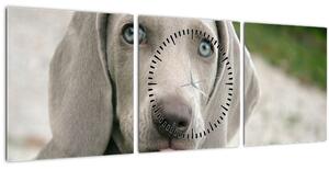 Obraz - štěně výmarský ohař (s hodinami) (90x30 cm)