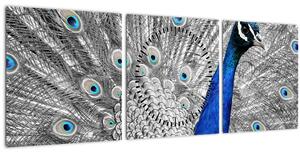 Obraz - modrý páv (s hodinami) (90x30 cm)
