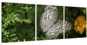 Obraz - bílý motýl (s hodinami) (90x30 cm)
