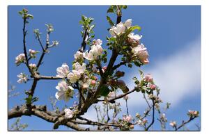 Obraz na plátně - Kvetoucí jabloň 147A (120x80 cm)