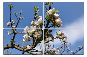 Obraz na plátně - Kvetoucí jabloň 147D (90x60 cm)