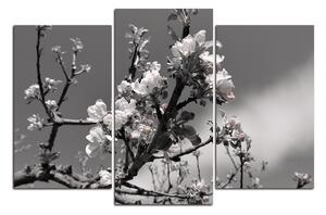 Obraz na plátně - Kvetoucí jabloň 147ČC (90x60 cm)