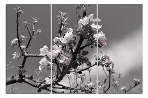 Obraz na plátně - Kvetoucí jabloň 147ČB (90x60 cm )