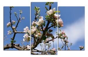Obraz na plátně - Kvetoucí jabloň 147C (150x100 cm)