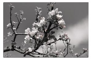 Obraz na plátně - Kvetoucí jabloň 147ČA (100x70 cm)