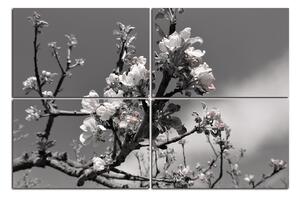 Obraz na plátně - Kvetoucí jabloň 147ČD (150x100 cm)