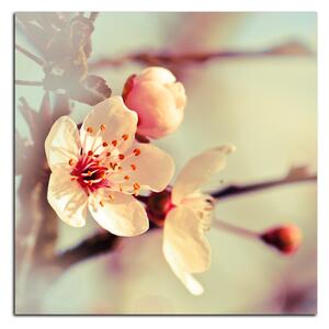 Obraz na plátně - Květ třešně - čtverec 358A (50x50 cm)