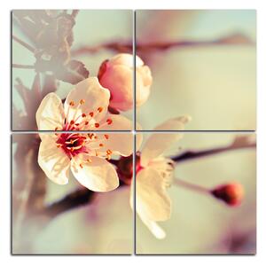 Obraz na plátně - Květ třešně - čtverec 358E (60x60 cm)