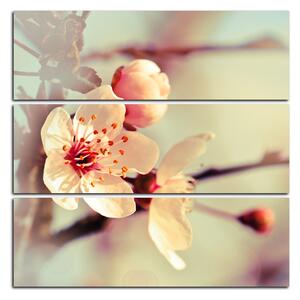 Obraz na plátně - Květ třešně - čtverec 358D (75x75 cm)