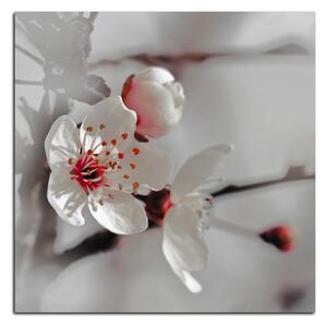 Obraz na plátně - Květ třešně - čtverec 358FA (50x50 cm)