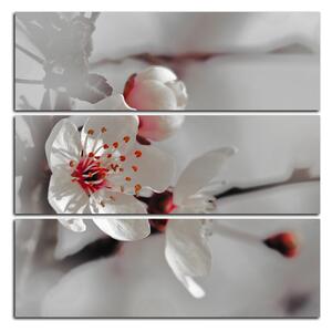 Obraz na plátně - Květ třešně - čtverec 358FD (75x75 cm)