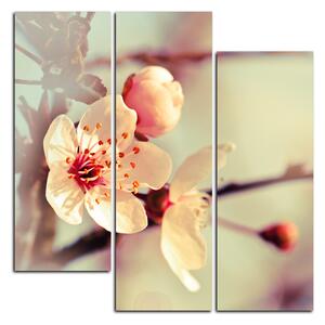 Obraz na plátně - Květ třešně - čtverec 358C (75x75 cm)