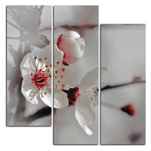 Obraz na plátně - Květ třešně - čtverec 358FC (75x75 cm)