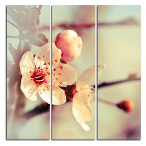 Obraz na plátně - Květ třešně - čtverec 358B (75x75 cm)
