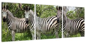 Obraz s zebrami (s hodinami) (90x30 cm)