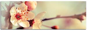 Obraz na plátně - Květ třešně - panoráma 558A (105x35 cm)