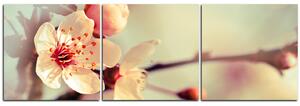 Obraz na plátně - Květ třešně - panoráma 558B (150x50 cm)
