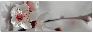 Obraz na plátně - Květ třešně - panoráma 558FA (105x35 cm)