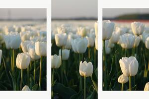 Bílé tulipány v podvečerním světle – Třídílný obraz B, 90 × 60 cm