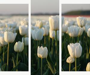 Bílé tulipány v podvečerním světle – Třídílný obraz B, 120 × 100 cm