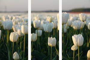 Bílé tulipány v podvečerním světle – Třídílný obraz A, 90 × 60 cm