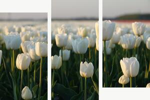 Bílé tulipány v podvečerním světle – Třídílný obraz C, 120 × 80 cm
