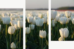 Bílé tulipány v podvečerním světle – Třídílný obraz C, 90 × 60 cm