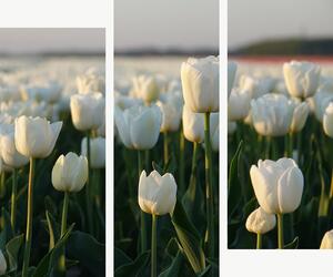 Bílé tulipány v podvečerním světle – Třídílný obraz C, 120 × 100 cm