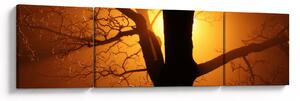 Obraz stromu v západu slunce (170x50 cm)