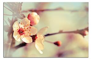 Obraz na plátně - Květ třešně 158A (100x70 cm)