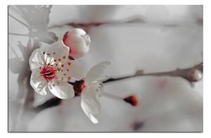 Obraz na plátně - Květ třešně 158FA (100x70 cm)