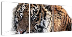 Obraz tygra (s hodinami) (90x30 cm)