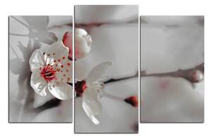 Obraz na plátně - Květ třešně 158FC (90x60 cm)