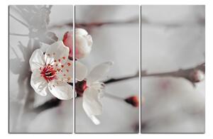 Obraz na plátně - Květ třešně 158FB (90x60 cm )