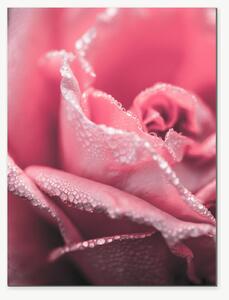 Růžová růže v ranní rose – Jednodílný obraz, 30 × 40 cm