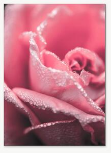 Růžová růže v ranní rose – Jednodílný obraz, 50 × 70 cm