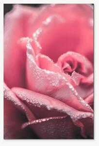 Růžová růže v ranní rose – Jednodílný obraz, 40 × 60 cm