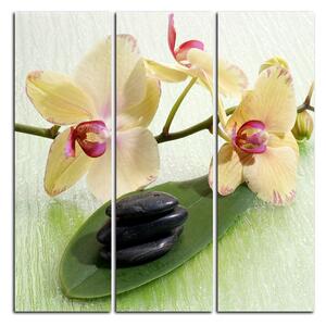 Obraz na plátně - Květy orchideje - čtverec 362B (75x75 cm)