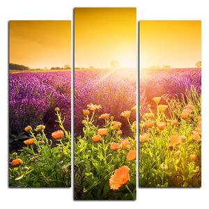 Obraz na plátně - Levandulové pole zalité sluncem - čtverec 365C (75x75 cm)