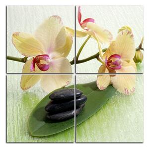 Obraz na plátně - Květy orchideje - čtverec 362D (60x60 cm)