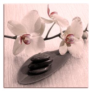 Obraz na plátně - Květy orchideje - čtverec 362FA (50x50 cm)