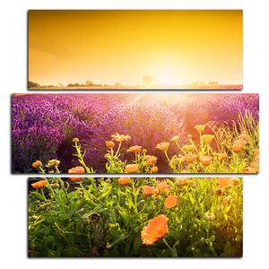 Obraz na plátně - Levandulové pole zalité sluncem - čtverec 365D (75x75 cm)