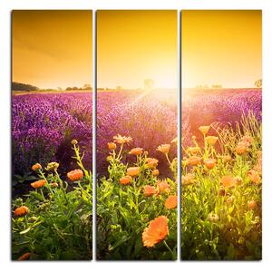 Obraz na plátně - Levandulové pole zalité sluncem - čtverec 365B (105x105 cm)
