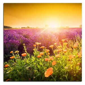 Obraz na plátně - Levandulové pole zalité sluncem - čtverec 365A (50x50 cm)