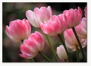 Růžové tulipány v jemném světle – Jednodílný obraz, 70 × 50 cm