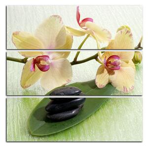 Obraz na plátně - Květy orchideje - čtverec 362C (75x75 cm)