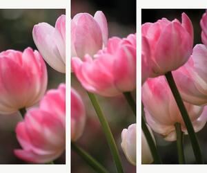 Růžové tulipány v jemném světle – Třídílný obraz B, 120 × 100 cm