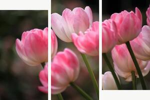 Růžové tulipány v jemném světle – Třídílný obraz C, 150 × 100 cm