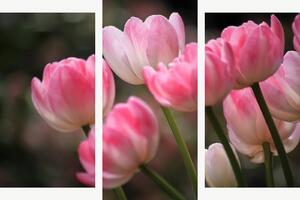 Růžové tulipány v jemném světle – Třídílný obraz B, 120 × 80 cm