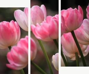 Růžové tulipány v jemném světle – Třídílný obraz C, 120 × 100 cm